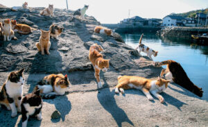 Ilha hábitada por gatos, curiosidade do japão